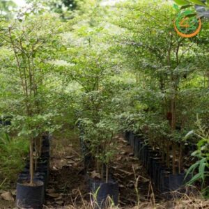 cây bàng đài loan (bàng lá nhỏ)