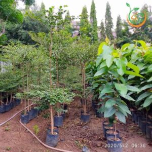 cây bàng đài loan bóng mát