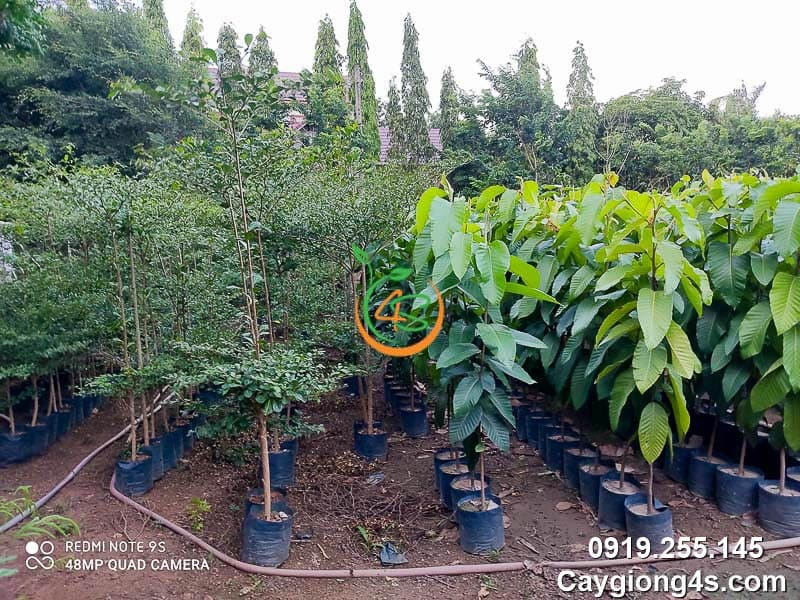 Cây Bàng Đài Loan (bàng lá nhỏ) 11 cây bàng đài loan (bàng lá nhỏ) tại đồng nai