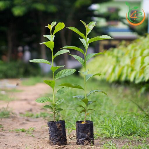 cây bằng lăng tím