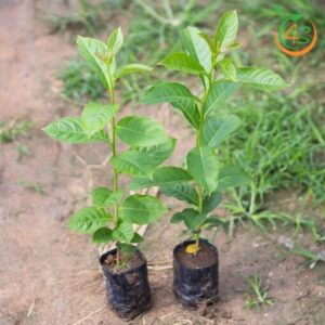 cay-bang-lang-tim-cay-giong-4s