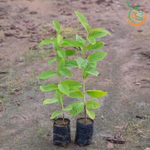 cay-bang-lang-tim-cay-giong-4s