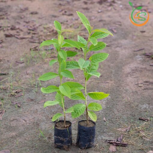 cay-bang-lang-tim-cay-giong-4s