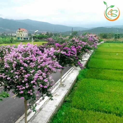 cây bằng lăng tím công trình bóng mát đường phố giá rẻ