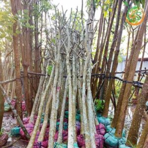 cây bằng lăng tím công trình bóng mát