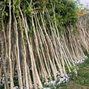 Hàng cây bằng lăng tím