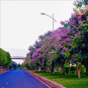 cay bang lang tim cong trinh gia re cay giong 4s 5