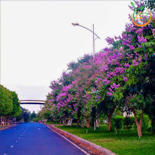 cay bang lang tim cong trinh gia re cay giong 4s 5