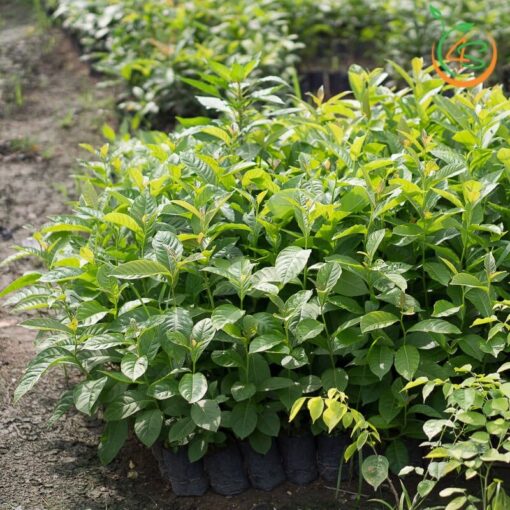 cây bằng lăng tím giống