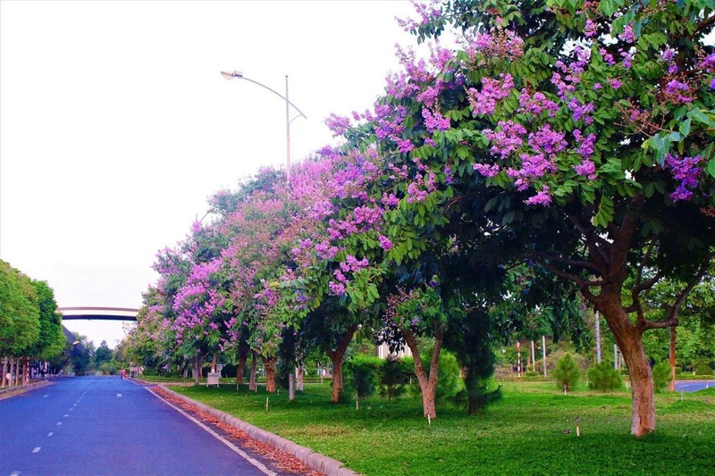 Cây Bằng Lăng Tím (bằng lăng nước) 8 cây bằng lăng tím