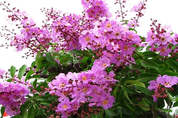 Cây Bằng Lăng Tím (bằng lăng nước) 9 cay-bang-lang