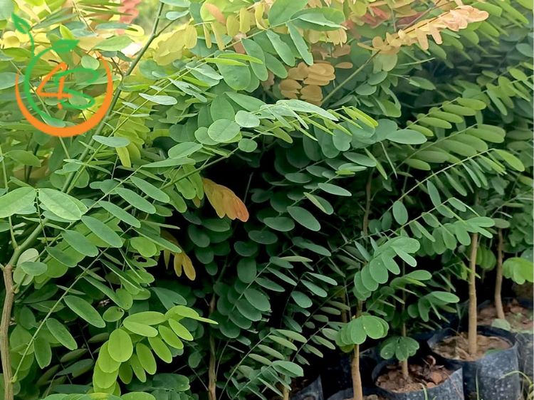 Cây Cẩm Lai 8 cây cẩm lai