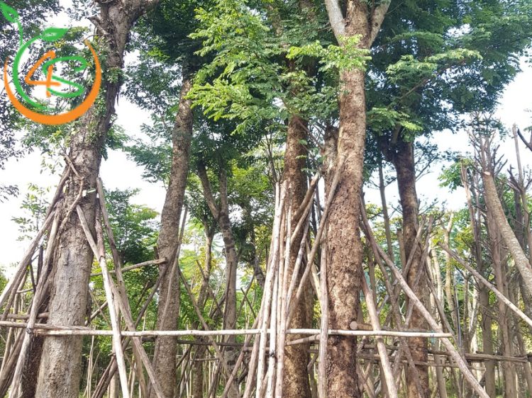 Cây Cẩm Lai 9 cây cẩm lai