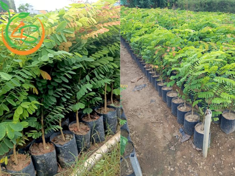 Cây Cẩm Lai 10 cây cẩm lai