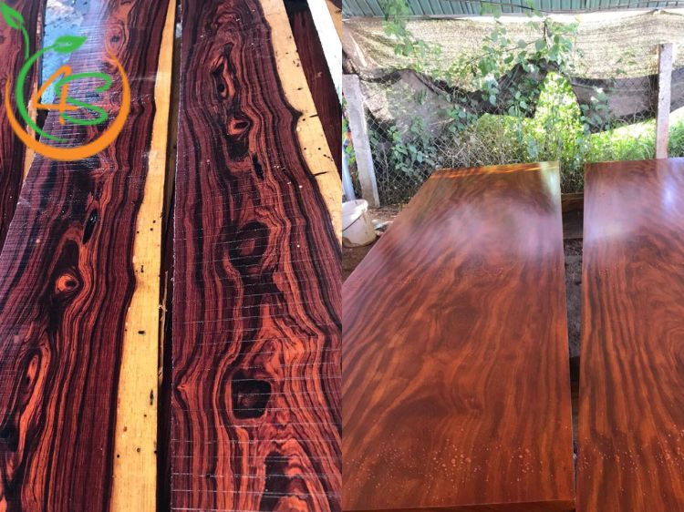 Cây Cẩm Lai 11 cây gỗ cẩm lai