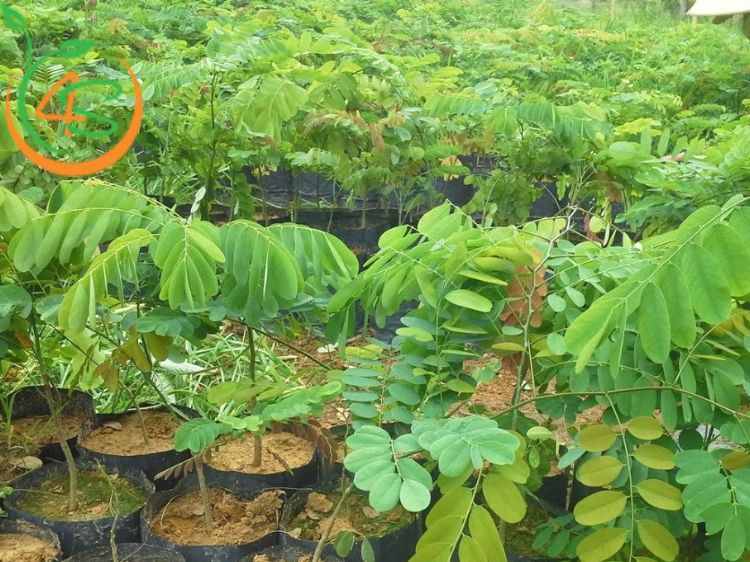 Cây Cẩm Lai 15 cây cẩm lai giống