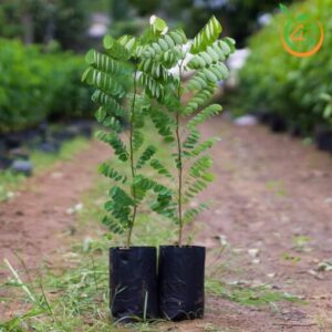 cay-cam-lai-cay-giong-4s