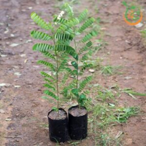 cay-cam-lai-cay-giong-4s