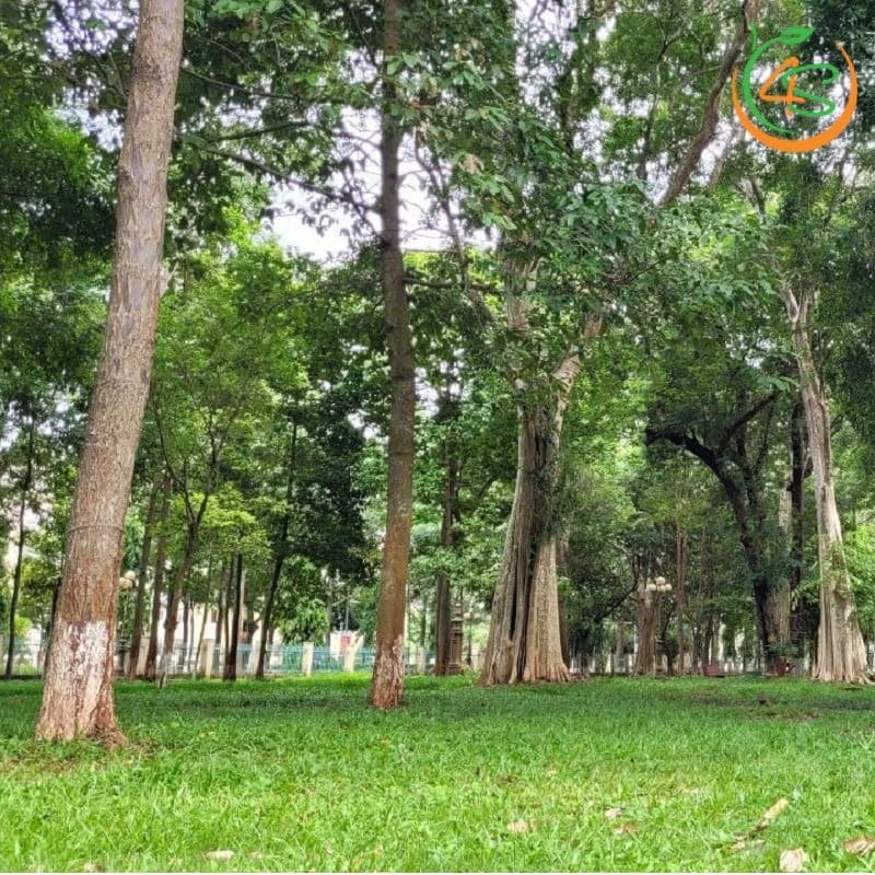 Cây cẩm lai công trình 8 Cẩm Lai công trình