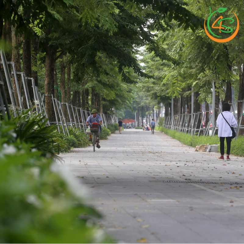 Cây cẩm lai công trình 9 cây cẩm lai