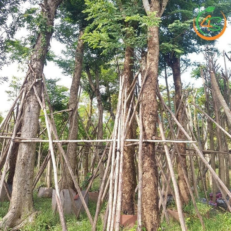 Cây cẩm lai công trình 15 Cẩm Lai công trình chất lượng