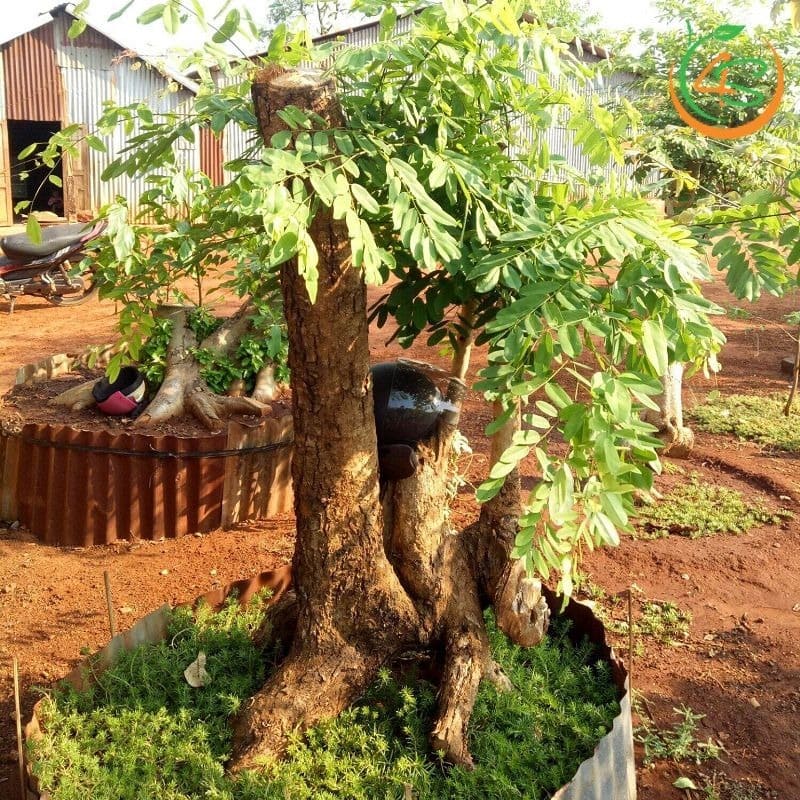 Cây cẩm lai công trình 13 cây gỗ cẩm lai công trình