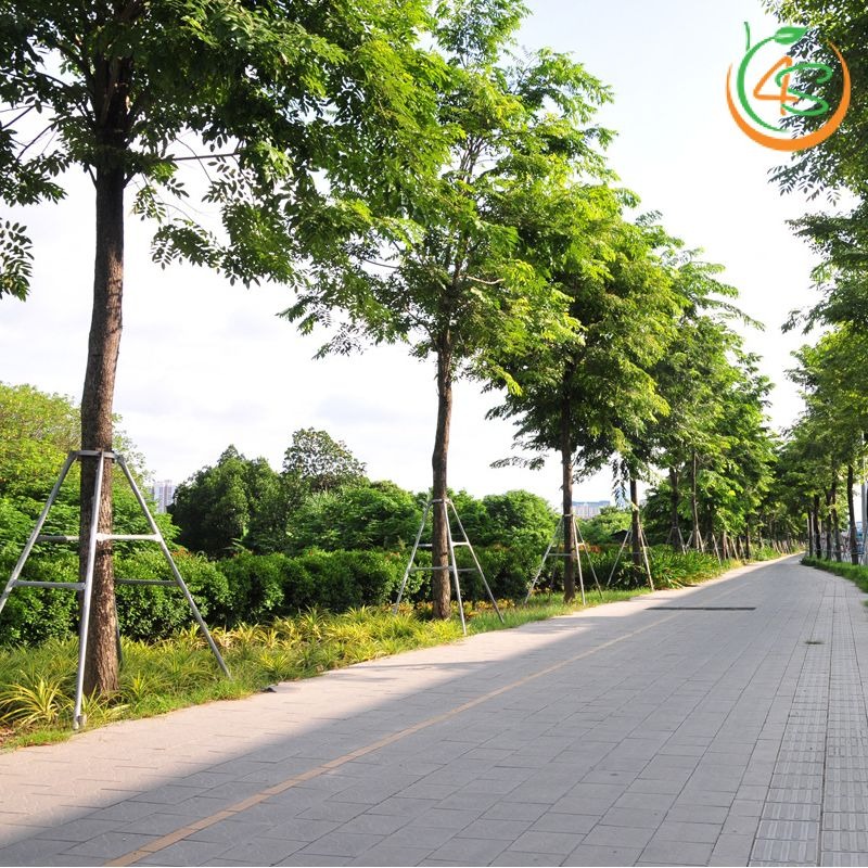 Cây cẩm lai công trình 12 hàng Cẩm Lai công trình