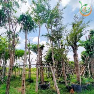 cây cẩm lai công trình bóng mát giá rẻ