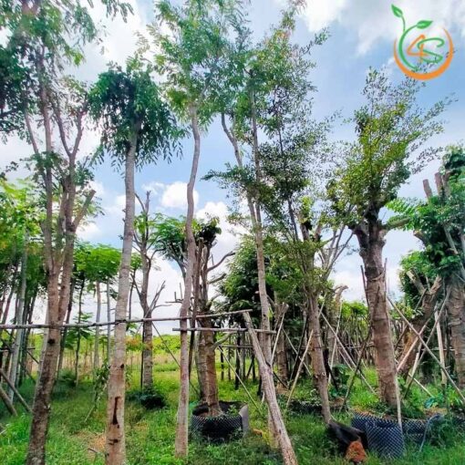 cây cẩm lai công trình bóng mát giá rẻ