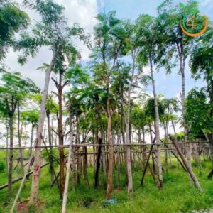 cây cẩm lai công trình giá rẻ