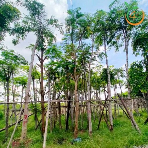 cây cẩm lai công trình giá rẻ