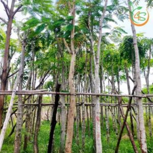 cây cẩm lai công trình bóng mát giá rẻ