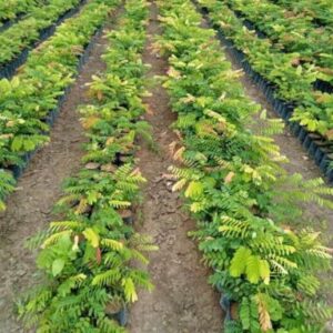 cay-cam-lai-giong-2 (1)