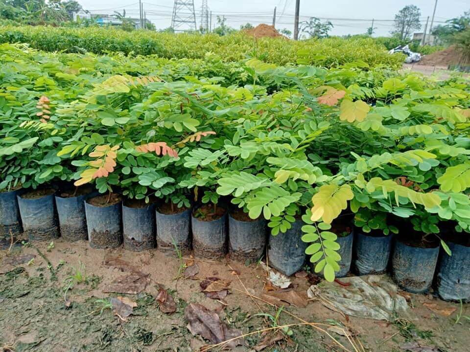 Cây Cẩm Lai 13 cay-cam-lai-giong-2 (1)