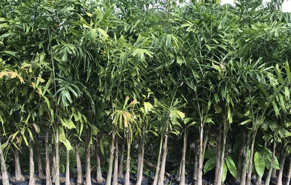 Cây Cau Đuôi Chồn 19 giống cau đuôi chồn