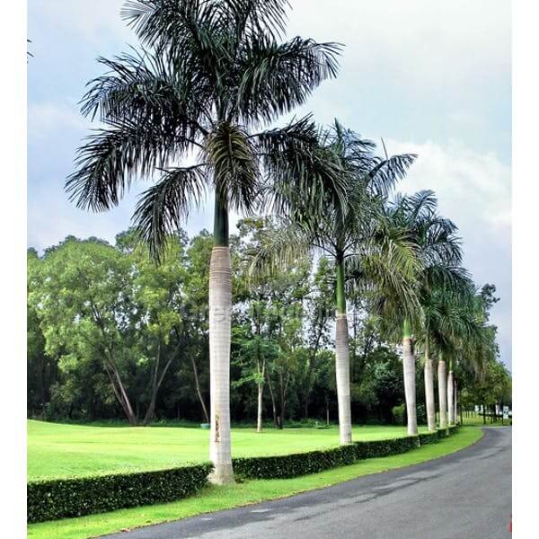 Cây Cau Đuôi Chồn 12 cây cau đuôi chồn