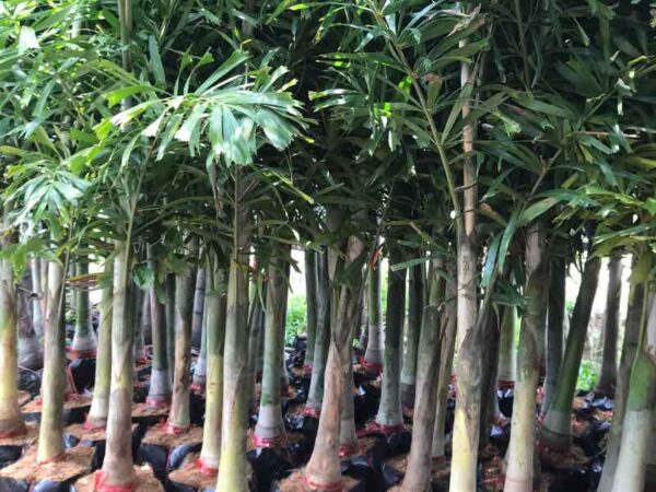 Cây Cau Đuôi Chồn 18 gia cay cau duoi chon