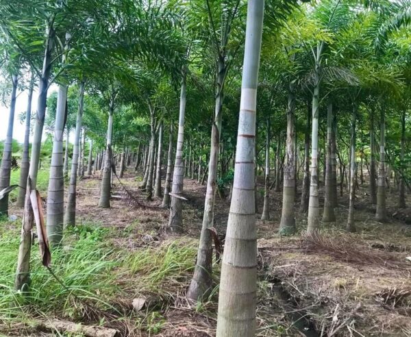 Cây Cau Đuôi Chồn 13 Cây cau đuôi chồn - cây giống 4S