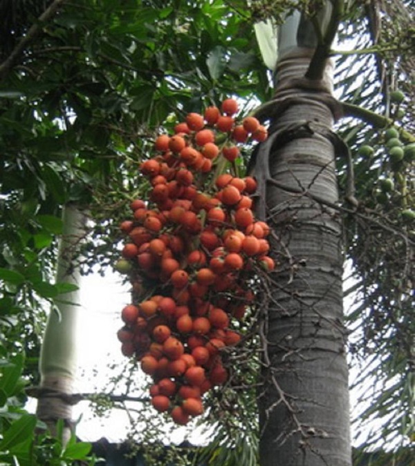 Cây Cau Đuôi Chồn 14 Trái cau đuôi chồn