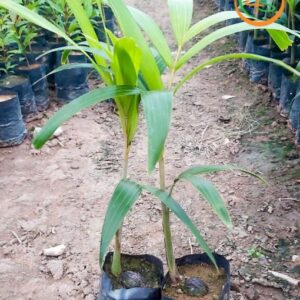 cây cau đuôi chồn