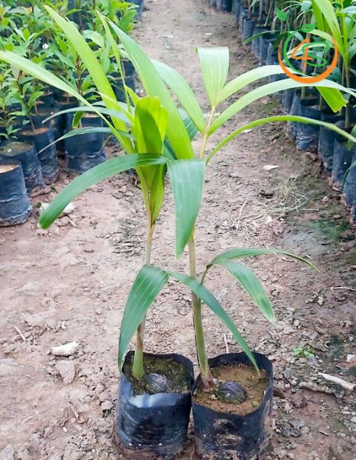 cây cau đuôi chồn