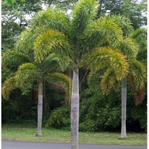 Cây cau đuôi chồn trồng làm cây