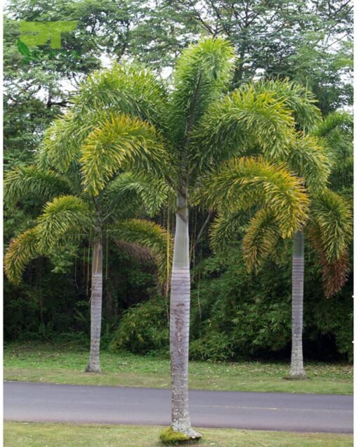 Cây cau đuôi chồn trồng làm cây