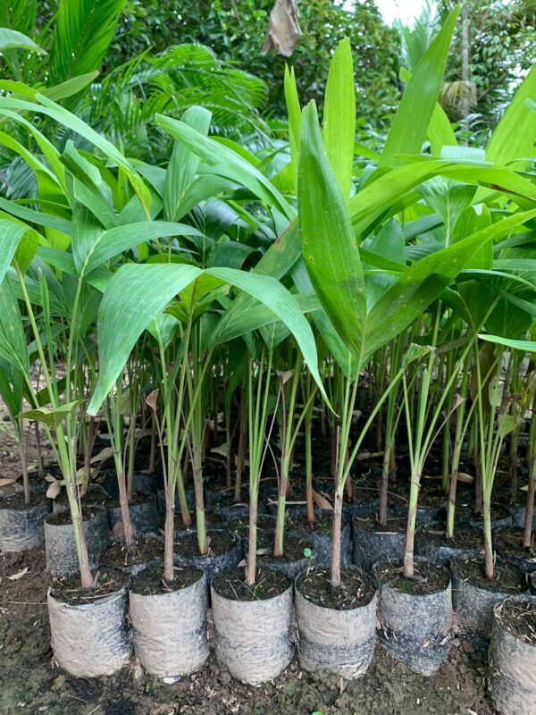 Cây Cau Đuôi Chồn 16 Hình ảnh cây cau đuôi chồn - cây giống 4S