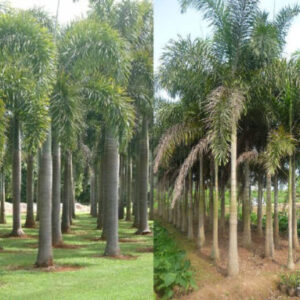 đặc điểm hình thái cây cau đuôi chồn