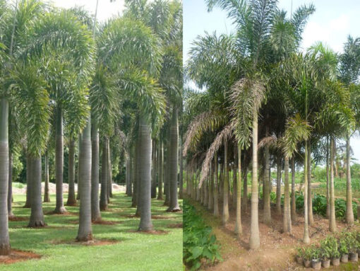 đặc điểm hình thái cây cau đuôi chồn