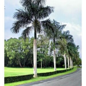 Cay-cau-duoi-chon-thumb