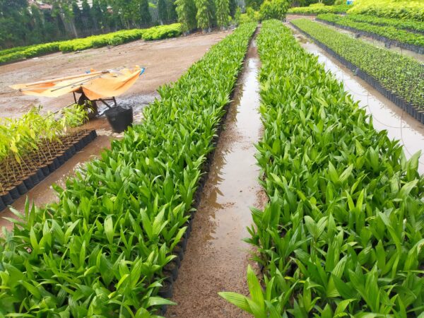 Cây Cau Ăn Trầu (cây cau ta) 9 cây cau ăn trầu