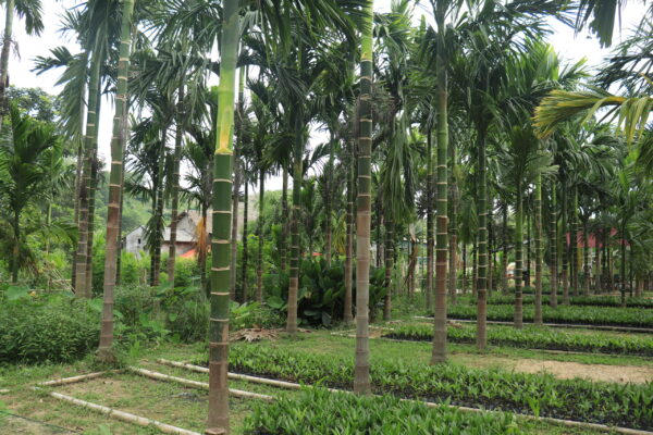 Cây Cau Ăn Trầu (cây cau ta) 8 cây cau ăn trầu