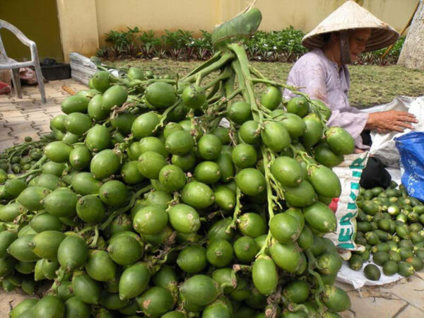 Cây Cau Ăn Trầu (cây cau ta) 11 cây cau ăn trầu